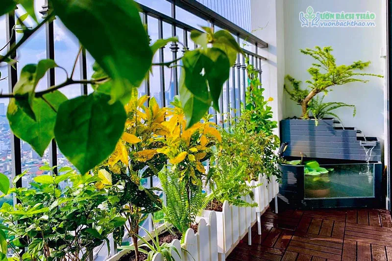 Trồng cây trong chậu ban công