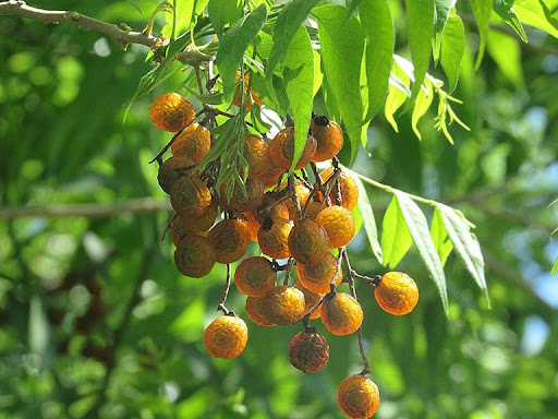 Quả bồ hòn tự nhiên Sapindus