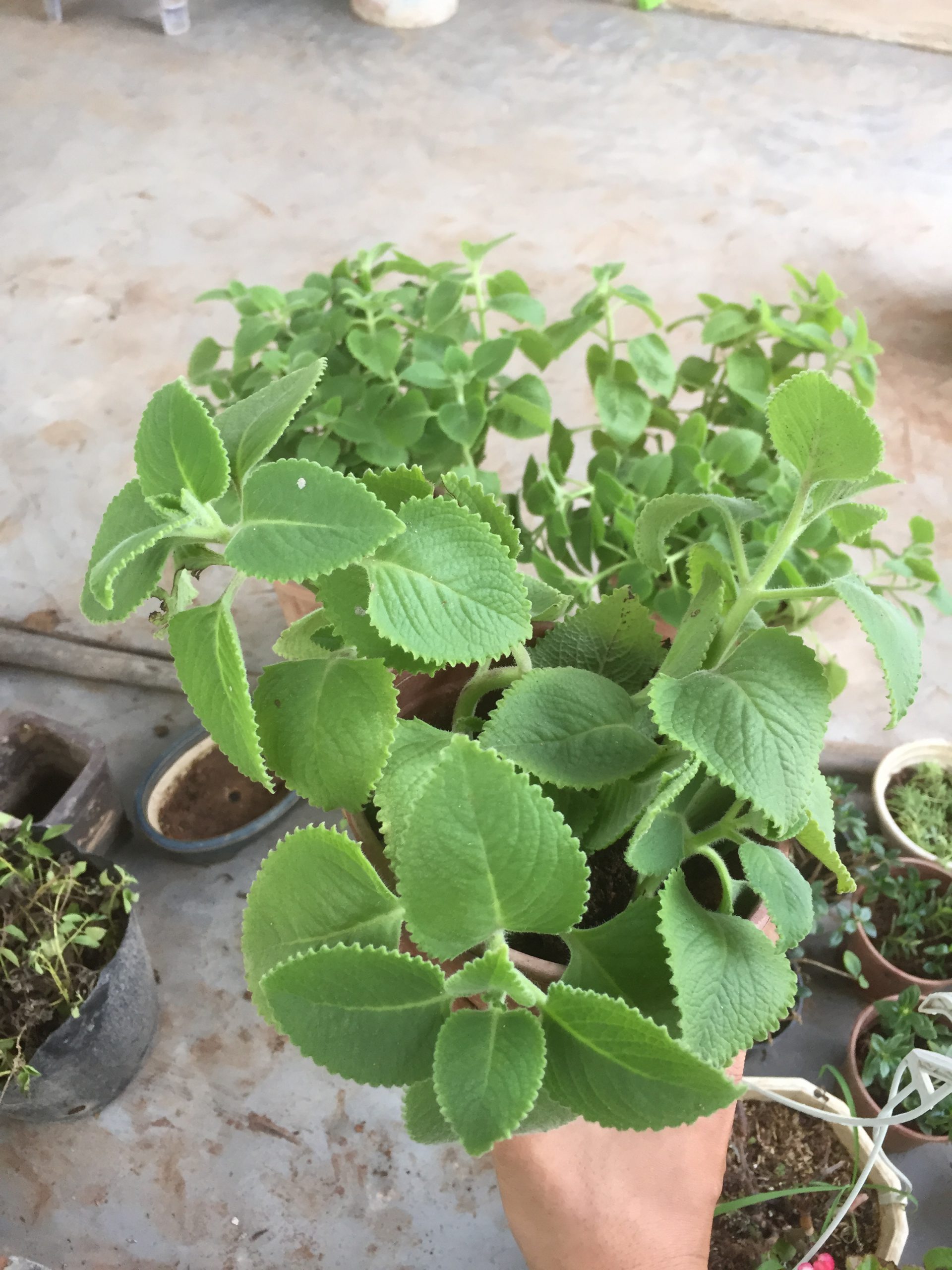 Húng chanh trồng trong chậu tại nhà