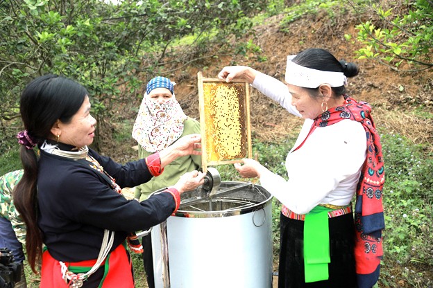 Mật Ong Bản Dao – Nguyên Chất Hòa Bình (OCOP 3 Sao, VietGAP)