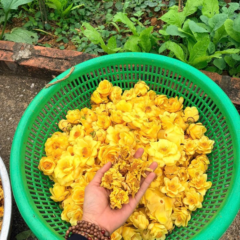 Trà hoa vàng