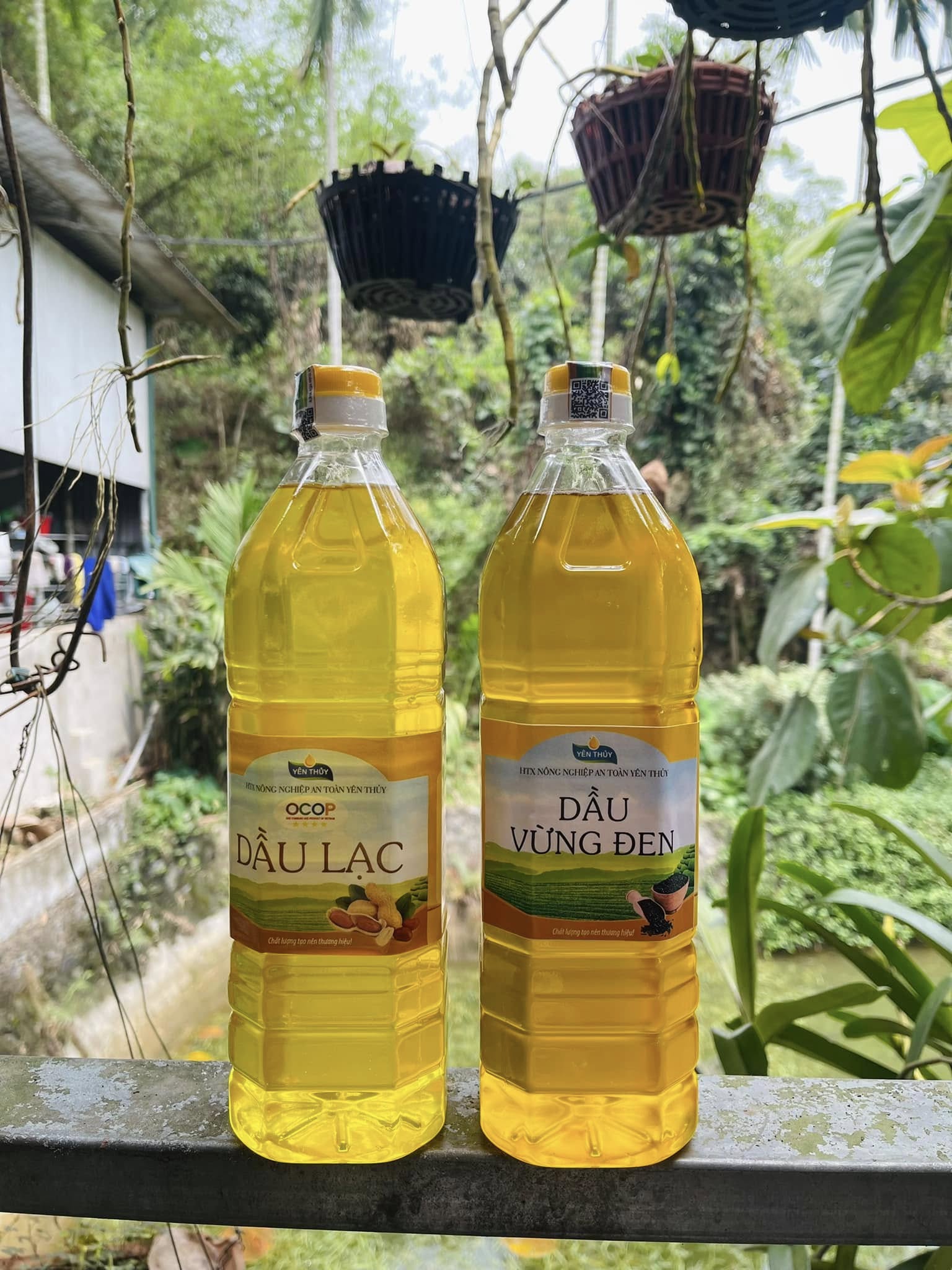 Dầu Vừng Đen Nguyên Chất Yên Thủy – Hòa Bình (OCOP 3 Sao) - Ảnh 6