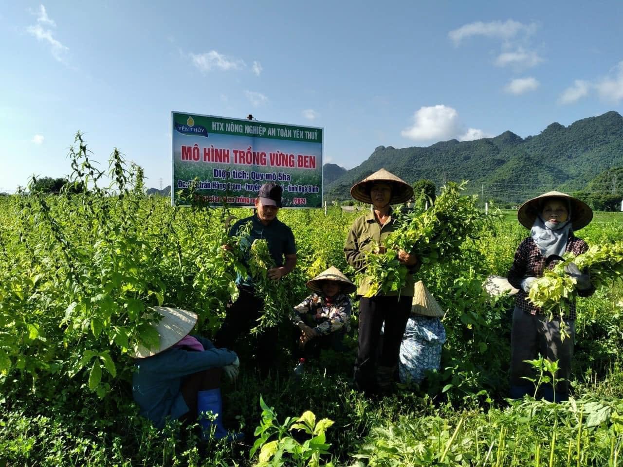 Dầu Vừng Đen Nguyên Chất Yên Thủy – Hòa Bình (OCOP 3 Sao) - Ảnh 2