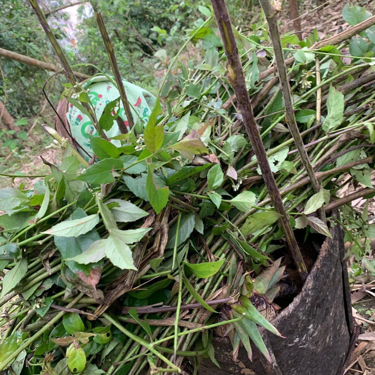 Thu hái cành lá mâm xôi